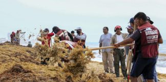 Brigades collect sargassum from Playa Marlin in Cancún