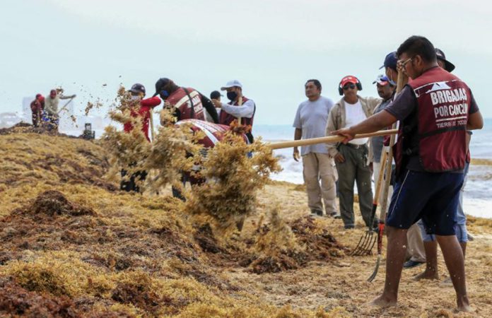Brigades collect sargassum from Playa Marlin in Cancún