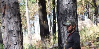 Guajes de Ayala forest