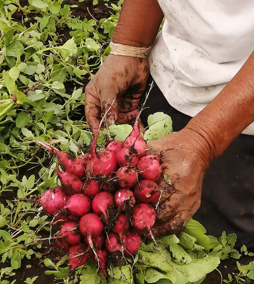 Pompilio Guerra with a crop of radishes grown using scientist Refugio Rodriguez's compost