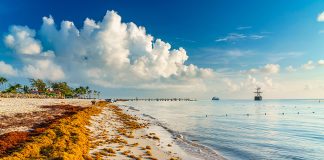 Sargassum in Quintana Roo