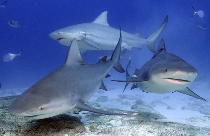 Yucatan sharks