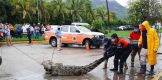 A crocodile is tied down on a street in Acapulco Friday.