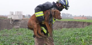 A rescue worker with one of the two dogs that fell into the huge sinkhole.
