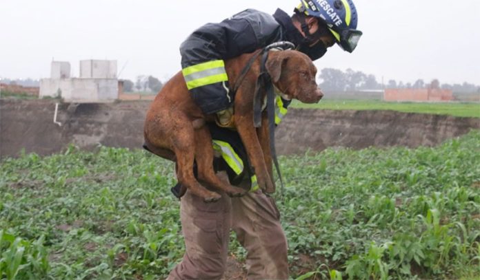 A rescue worker with one of the two dogs that fell into the huge sinkhole.