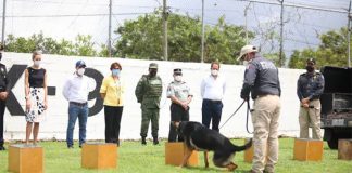 One of the Covid-sniffing dogs gives a demonstration in Yucatán.