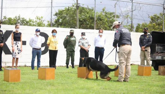 One of the Covid-sniffing dogs gives a demonstration in Yucatán.