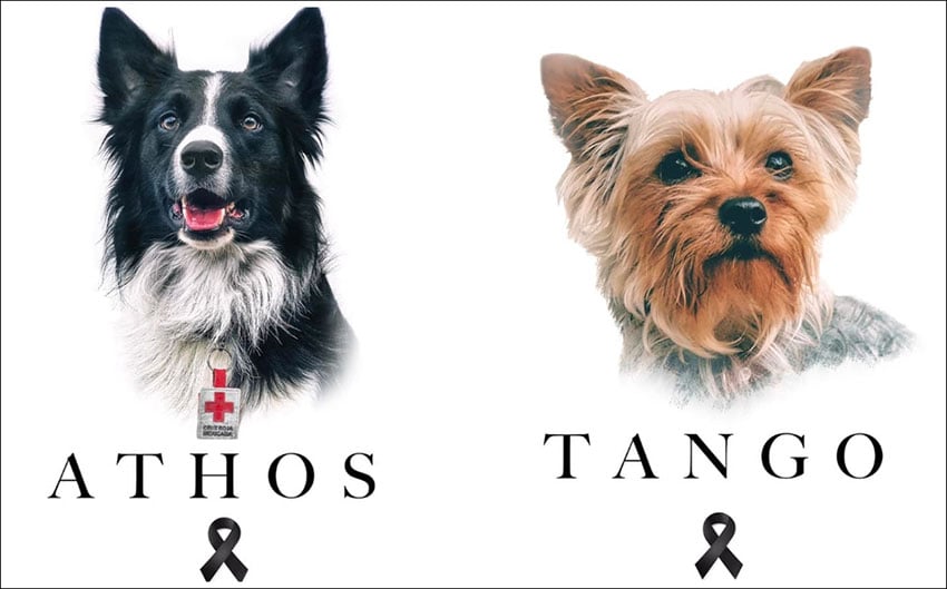 Rescue dogs Athos and Tango