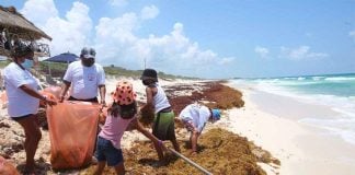 gathering sargassum