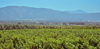 The Finca La Carrodilla in Baja California