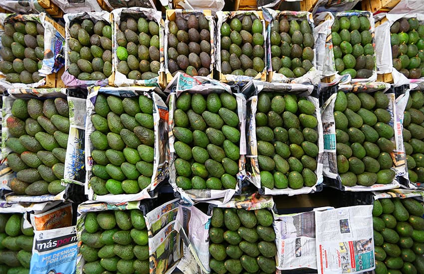 Avocados at Central de Abastos Mexico City