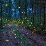 Ejido Santa Rita Sanctuary firefly sanctuary, Tlahuapan, Puebla