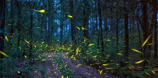 Ejido Santa Rita Sanctuary firefly sanctuary, Tlahuapan, Puebla