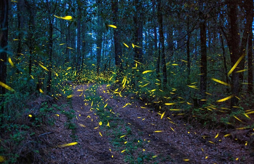 Mexico's firefly tourism trend could end up victim of its own popularity