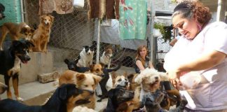 National Network for Assistance to Animal Shelters