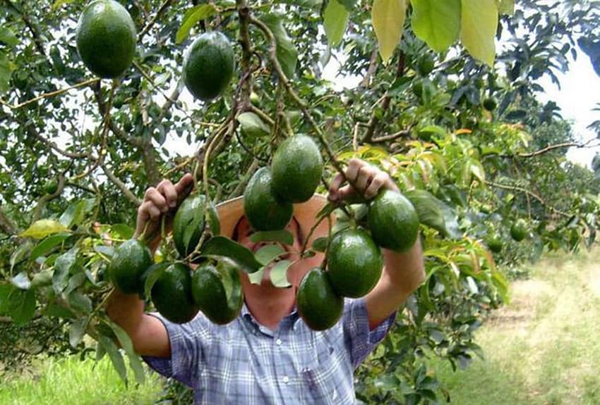 Harvesting avocados in Michoacán.