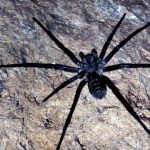 Wolf spider