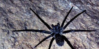 Wolf spider