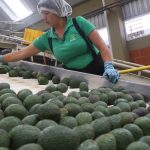 Processing avocados at a plant in Michoacán.