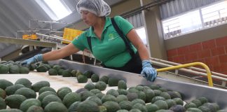 Processing avocados at a plant in Michoacán.