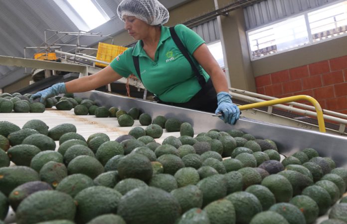 Processing avocados at a plant in Michoacán.