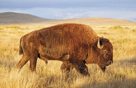 Bison at the Janos Biosphere Reserve, Chihuahua