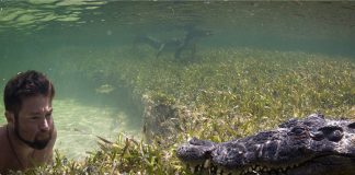 Forrest Galante interacting with crocodiles in Mexican waters