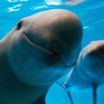 vaquita porpoise