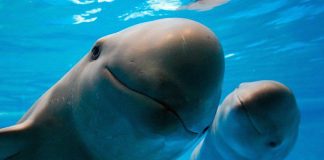 vaquita porpoise
