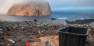 A black-footed albatross chick on Guadalupe Island