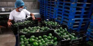 Avocados were the No. 2 export