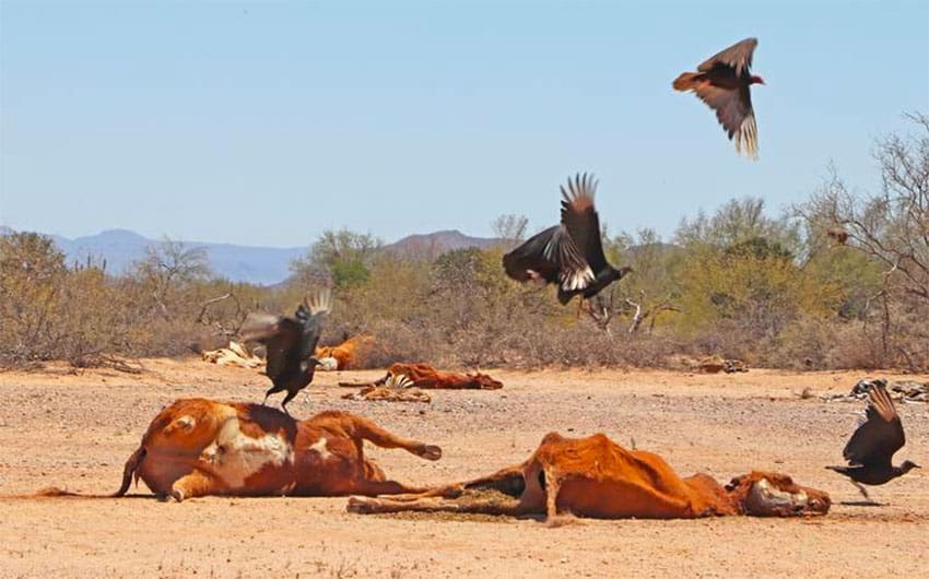 Dead cattle in Sonora