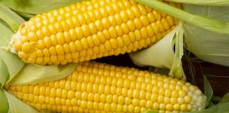 corn