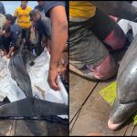 Rescuers with one of the two bottlenose dolphins in Sinaloa.
