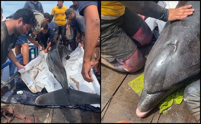 Rescuers with one of the two bottlenose dolphins in Sinaloa.