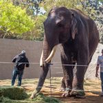 Big Boy at his new home in Sinaloa.