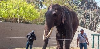 Big Boy at his new home in Sinaloa.