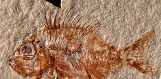 The fossil found in Chiapas has been identified as a new species of fish.