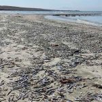 Dead sardines on a beach in Mulegé.