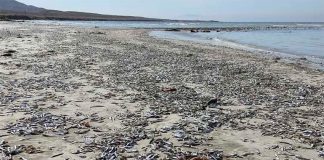 Dead sardines on a beach in Mulegé.