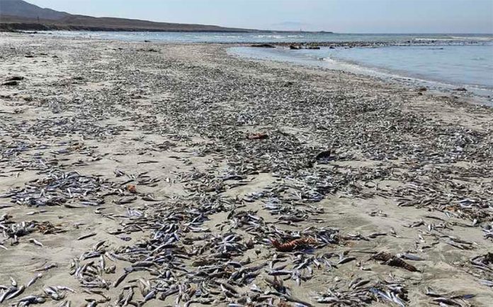 Dead sardines on a beach in Mulegé.