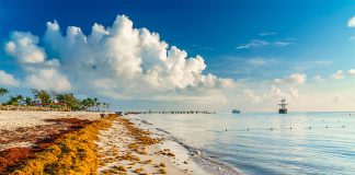 Beaches in Quintana Roo have been inundated by massive amounts of sargassum seaweed.