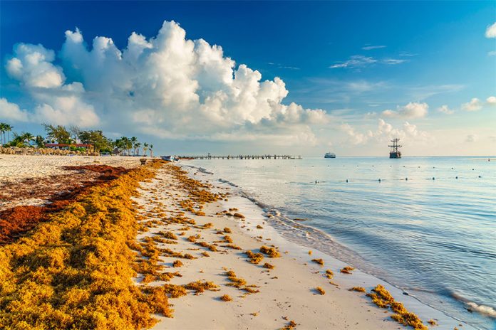 Beaches in Quintana Roo have been inundated by massive amounts of sargassum seaweed.