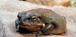 The Colorado River toad