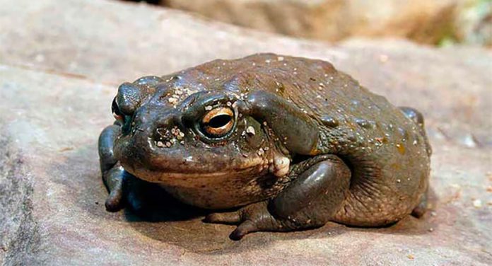 The Colorado River toad