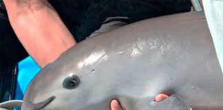 vaquita porpoise