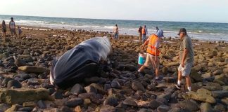 The whale spent about four hours on the beach before the tide came in.