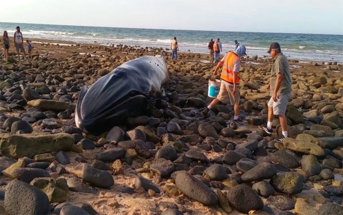 The whale spent about four hours on the beach before the tide came in.
