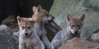 Three of the pups that were born in April at the Mexico City zoo.