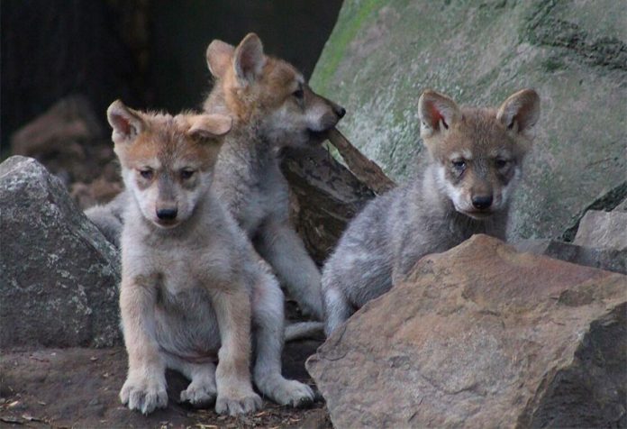 Three of the pups that were born in April at the Mexico City zoo.